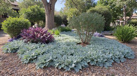 Drought Tolerant Groundcovers for Shade - PlantTalk … - raincitystudios.com
