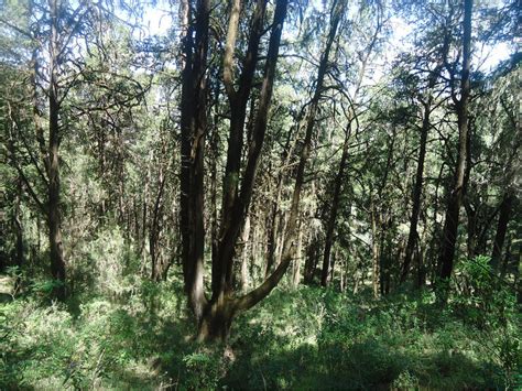 Dry Evergreen Montane Forest & Evergreen Scrub - ebi.gov.et - raincitystudios.com
