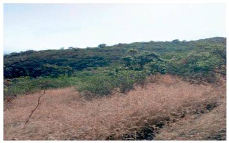 Dry Evergreen Montane Forest and Evergreen Scrub | Ethiopia … - raincitystudios.com