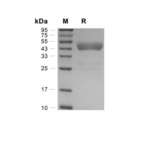 DSPG3 / Epiphycan - LSBio