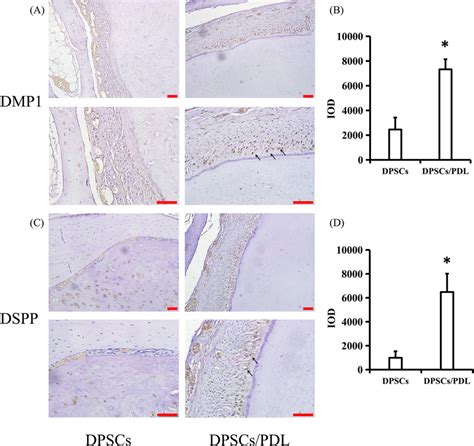 dspp adalah - elchoricharrua.com