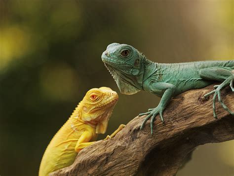 dua sejoli artinya - elchoricharrua.com