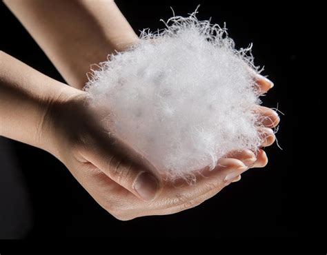 duck down adalah - elchoricharrua.com