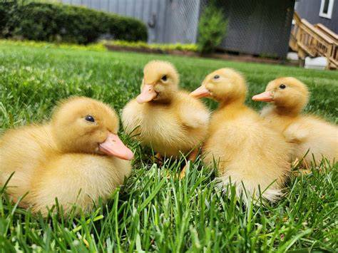 Ducklings & Niacin - The Cape Coop - raincitystudios.com