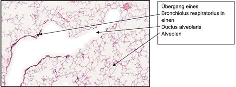 ductus alveolaris - elchoricharrua.com