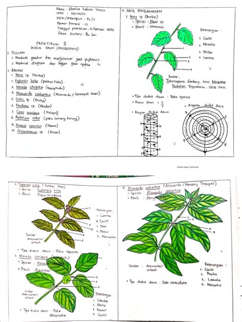 Duduk Daun (Phyllotaxis) - A Learner - wintechmobiles.com