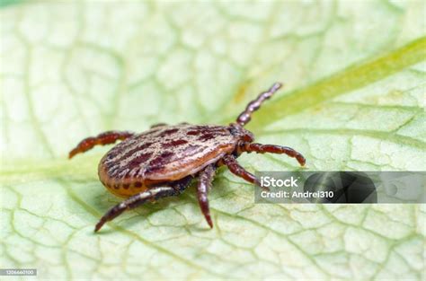 duduk daun - elchoricharrua.com