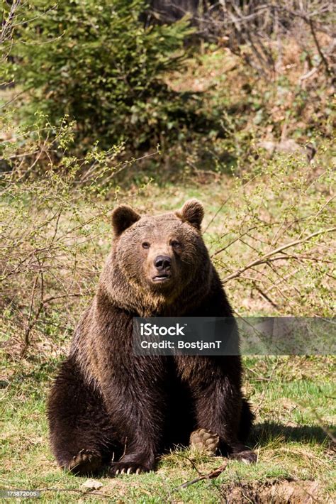 duduk w - elchoricharrua.com