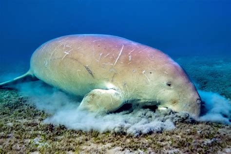 DUGONG | Global Environmental Conservation … - raincitystudios.com