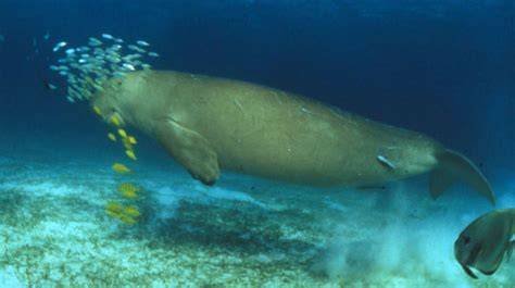 DUGONG HABITAT IN ALOR BECOMES FOCUS OF … - raincitystudios.com