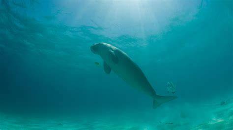 DUGONGS AND THEIR HABITATS NEED URGENT ATTENTION - raincitystudios.com