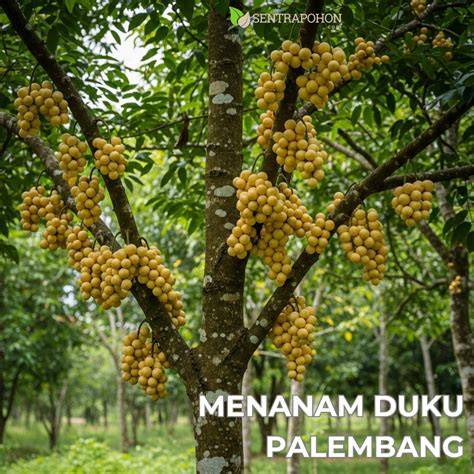 Duku Palembang - Kebun Bibit Buah - raincitystudios.com