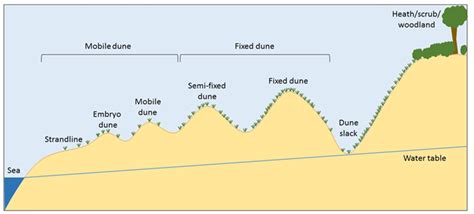 Dune lifecycle - Dynamic Dunescapes - wintechmobiles.com