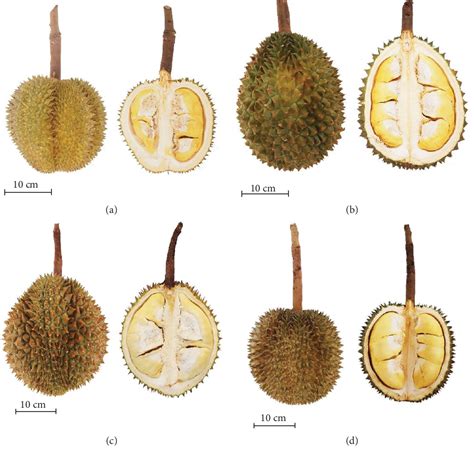 Durian (Durio zibethinus) Quality, Cultivars, Volatile Compounds and ... - raincitystudios.com