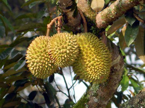 Durian (Durio zibethinus) - Garden Center Point - raincitystudios.com