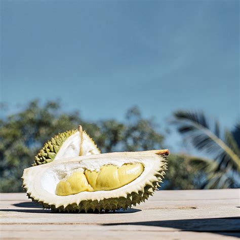 Durian Library | Borneo Reserve - raincitystudios.com