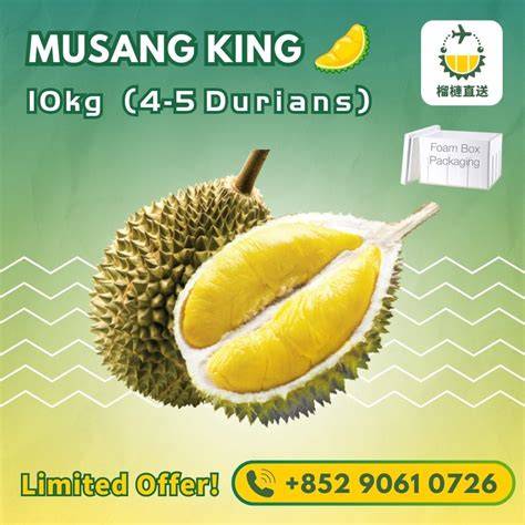 Durian Musang King Unggul - Agro Bibit ID - raincitystudios.com
