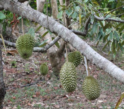 Durio zibethinus/Durian seeds - Naturix Seeds - raincitystudios.com