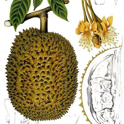 Durio zibethinus | Springer Nature Link - raincitystudios.com