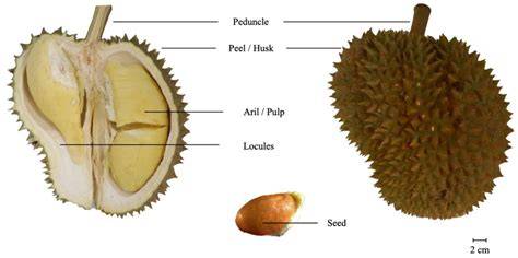 Durio zibethinus | Tropical Restoration Library - raincitystudios.com