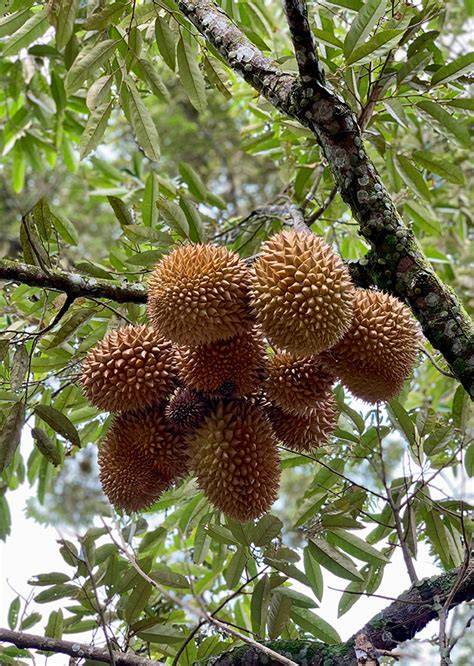 Durio zibethinus L. Malvaceae | Springer Nature Link - raincitystudios.com