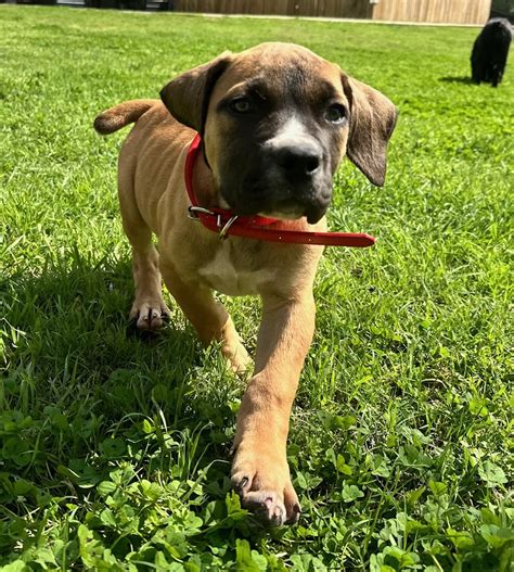 DUTCHES GREEN COLLAR FEMALE 6 WEEKS - YouTube