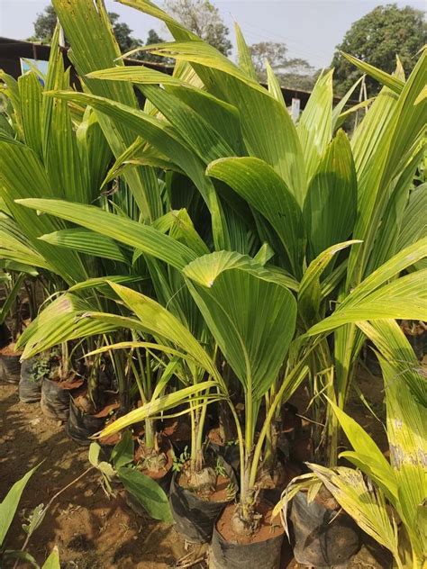 Dwarf And Hybrid Coconut Seedling - Farmpays - raincitystudios.com