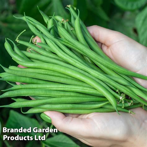 DWARF BEAN FARADAY SEEDS New & Featured Vegetables