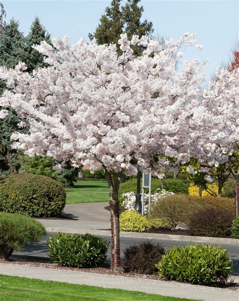 Dwarf Cherry Trees For Sale - raincitystudios.com