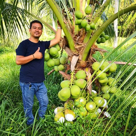 Dwarf Coconut Farming - raincitystudios.com