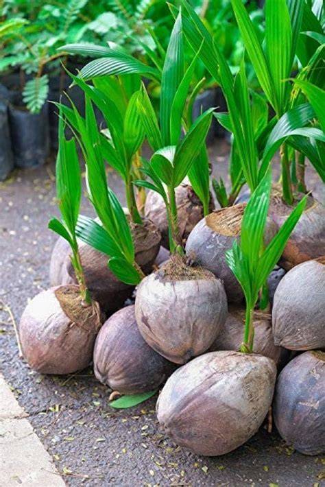 Dwarf Coconut Seedlings for Sale in Matugga - raincitystudios.com