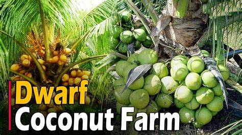 Dwarf Coconut Tree Farming | Hybrid Coconuts - raincitystudios.com