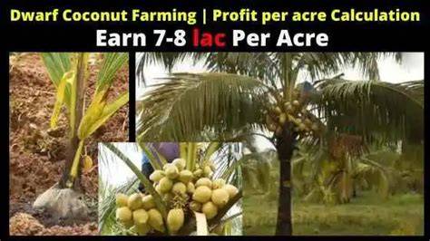 Dwarf Coconut Trees Farming | Coconut yield per acre - raincitystudios.com