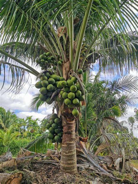 Dwarf Coconut... - GIEMEL’s Quality Dwarf C0c0nut Seedlings - raincitystudios.com