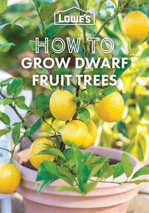 Dwarf Fruit Trees Buying Guide - Lowe's - raincitystudios.com