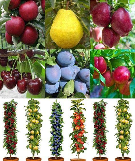 Dwarf Fruit Trees - Insteading - raincitystudios.com