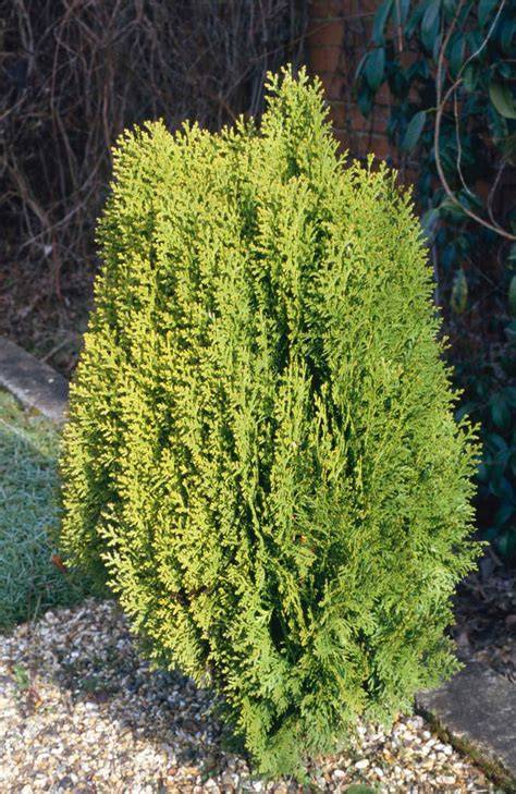 DWARF GOLDEN ARBOVITAE (Platycladus orientalis … - raincitystudios.com