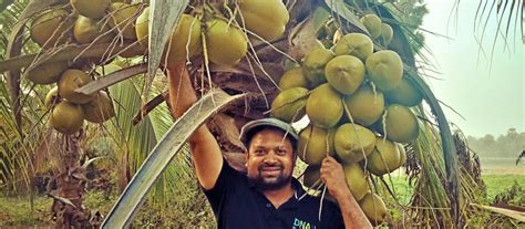 Dwarf Hybrid Coconut Farming for Climate Resilience … - raincitystudios.com