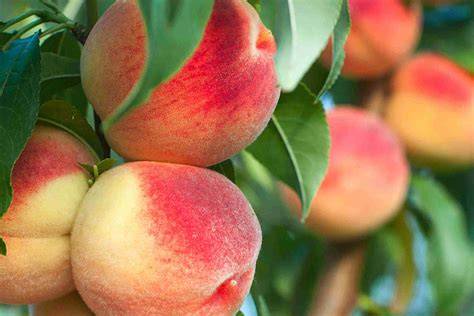 Dwarf Peach Tree Varieties - Gardening Know How - raincitystudios.com