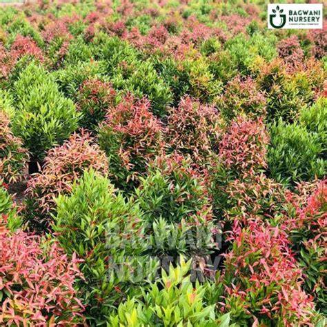 Dwarf Syzygium Myrtifolium | Dwarf Indian Myrtle - raincitystudios.com