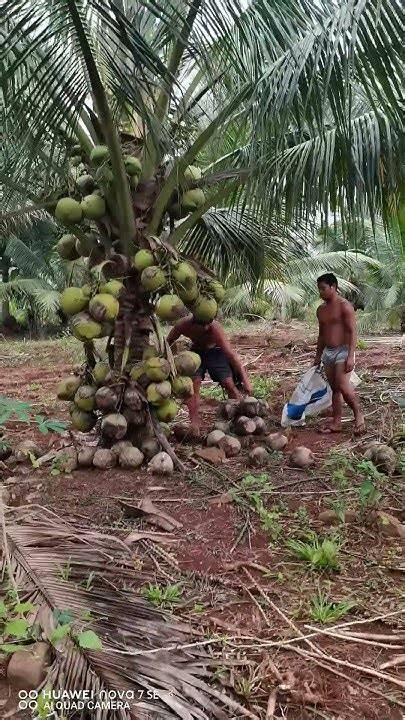 Dwarf Tacunan Coconut harvest time - raincitystudios.com