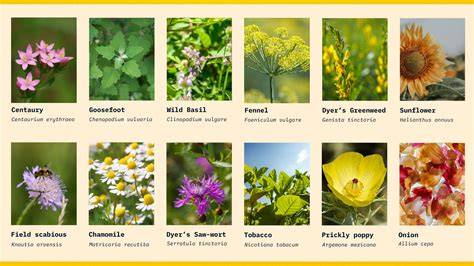 Dye Garden Plant List | Plant list, Garden plants, Late ... - raincitystudios.com