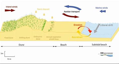 Dynamics, threats and management of dunes - Coastal … - wintechmobiles.com