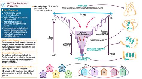 Dynamics of protein folding: Probing the kinetic network of folding ... - muktibox.com