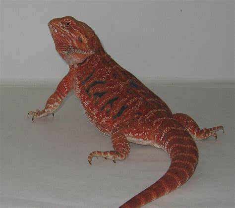 Sep 14, 2023 · Pictures of Dachiu's red/orange & red bearded dragons. Current breeders and holdbacks planned to breed in 2015. (Normal scaled, Leatherbacks & Dunners) . 