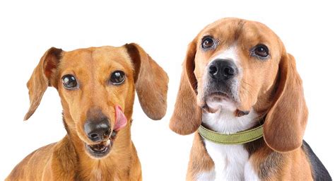 Dachshund Beagle Mix Breed Information - A Guide To …