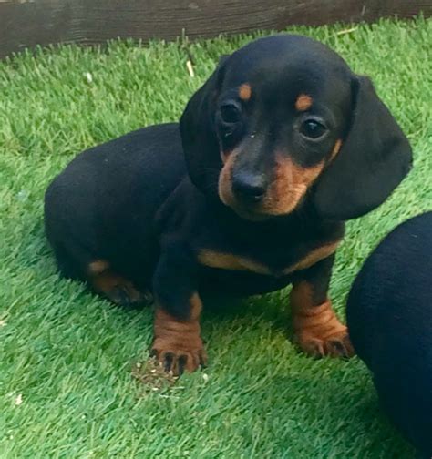 Dachshund Breeders in Massachusetts with Puppies for Sale