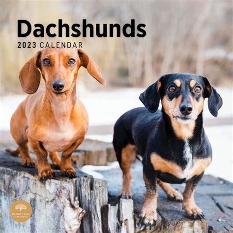 Dachshund Calendar 2023