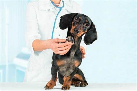 Dachshund Congestive Heart Failure Pets and Dogs