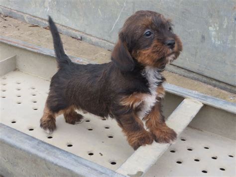 Dachshund Cross Poodle Puppies